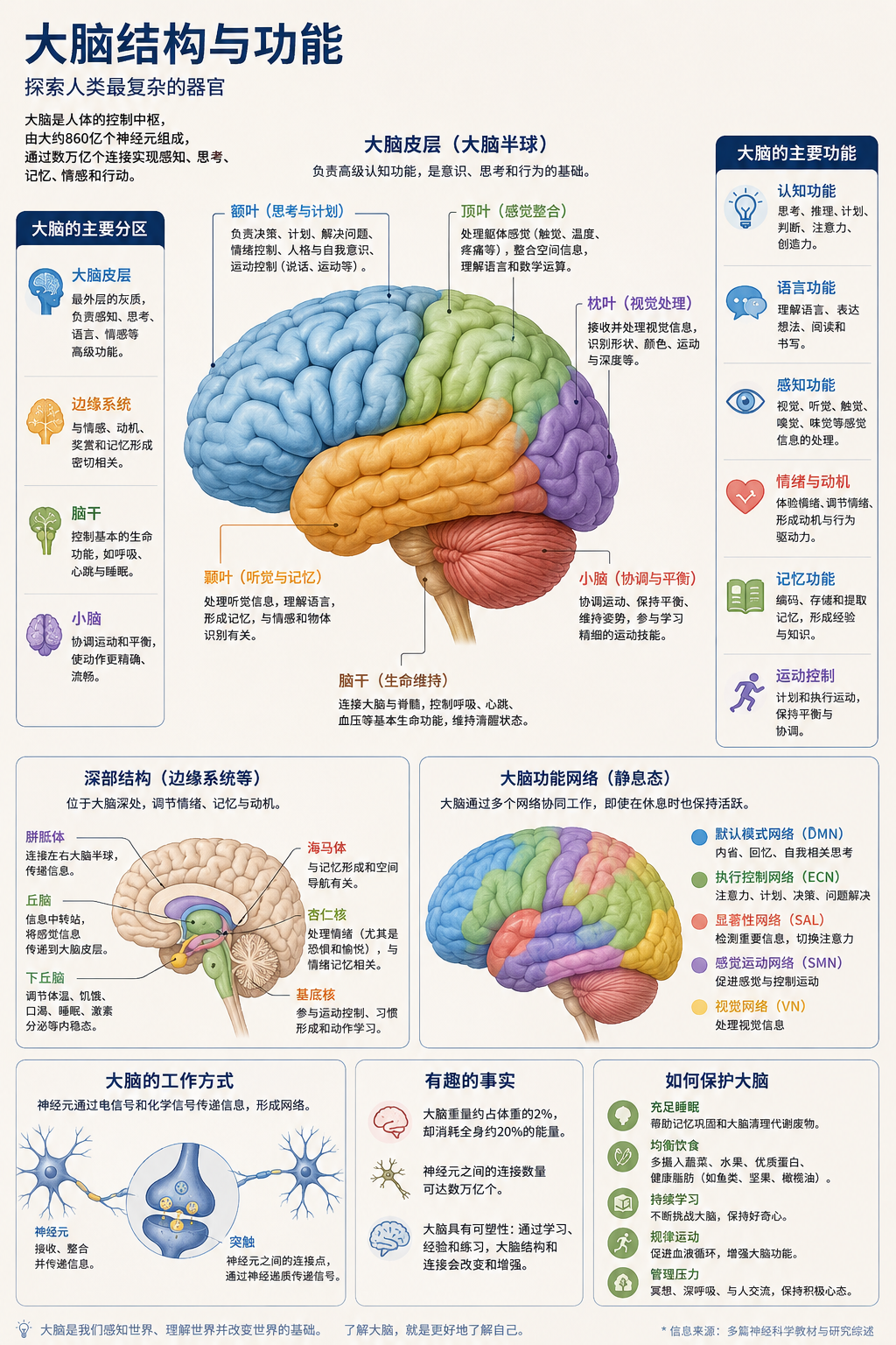 大脑结构与功能信息图,展示主要脑区、深部结构、功能网络、神经元连接与脑健康建议