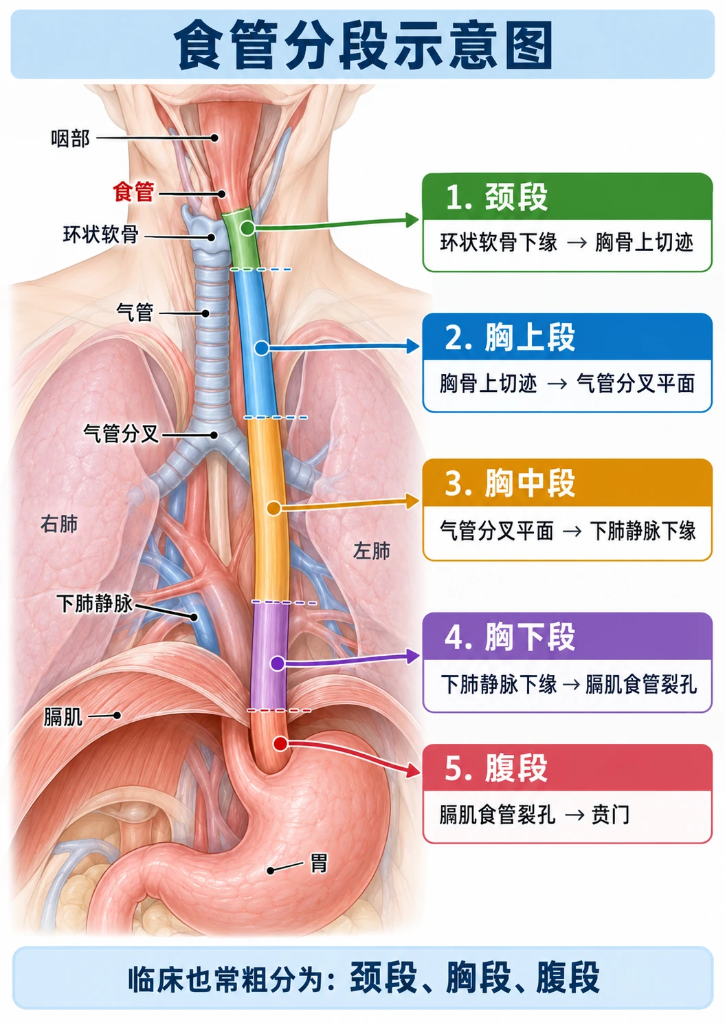 食管分段示意图：颈段、胸上段、胸中段、胸下段与腹段的解剖界标