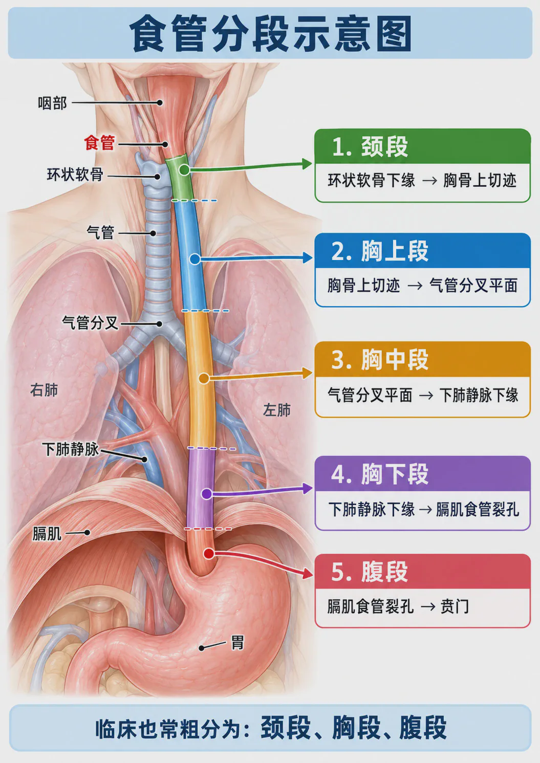 食管分段示意图:颈段、胸上段、胸中段、胸下段与腹段的解剖界标