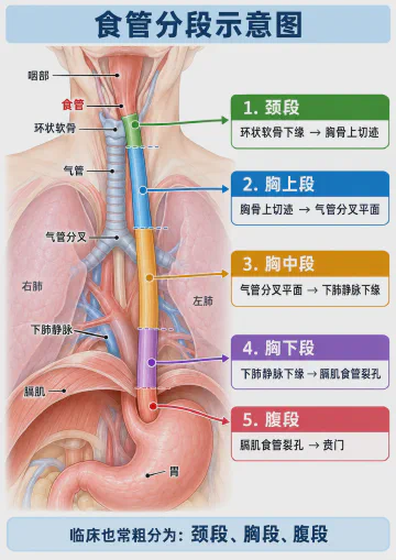 食管分段示意图：颈段、胸上段、胸中段、胸下段与腹段的解剖界标