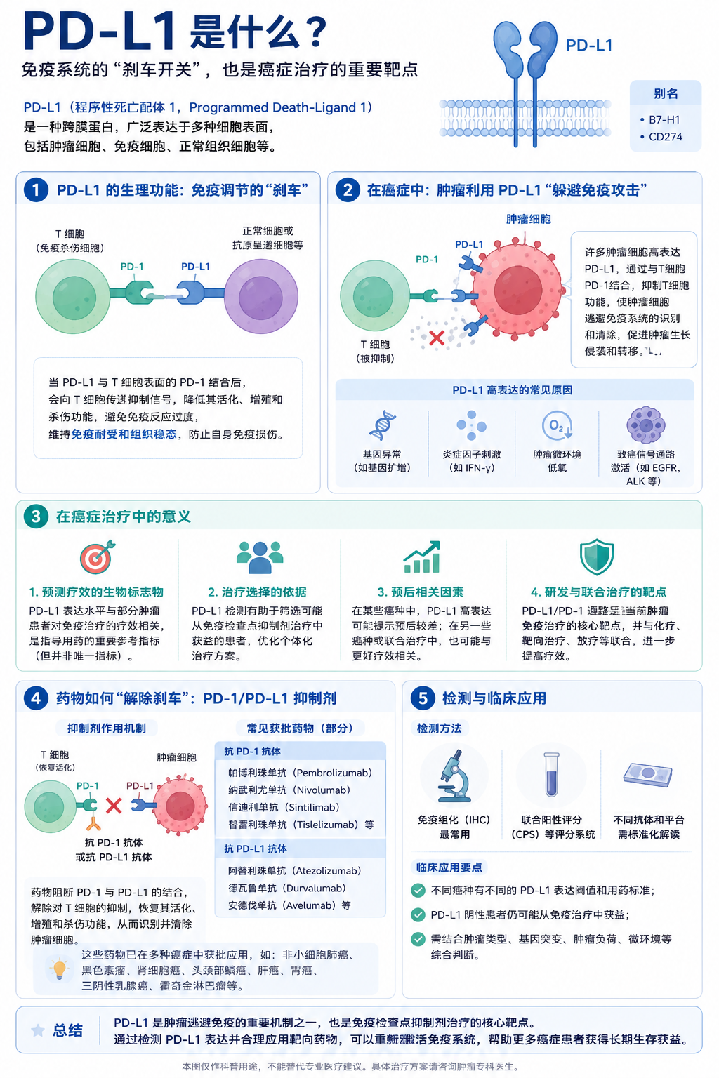PD-L1 是什么？免疫系统的刹车开关与癌症治疗靶点