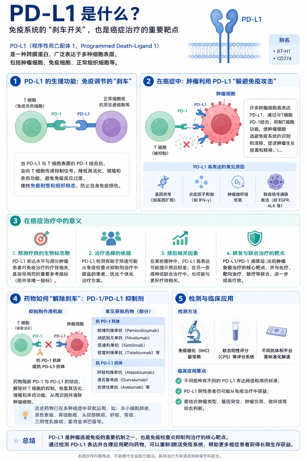 PD-L1 是什么？免疫系统的刹车开关与癌症治疗靶点