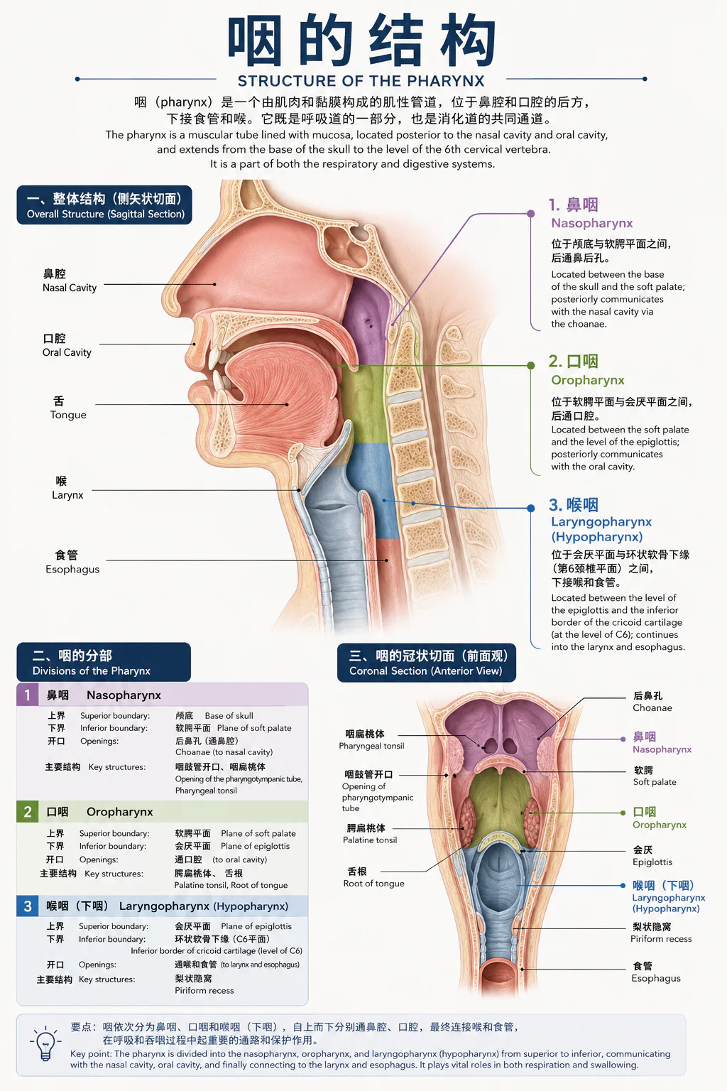 咽的结构:鼻咽、口咽与喉咽的解剖分区示意图
